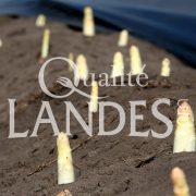 Photo d'Aspergeraie