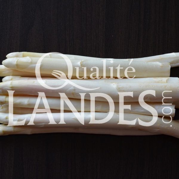 Asperges des Sables des Landes IGP
