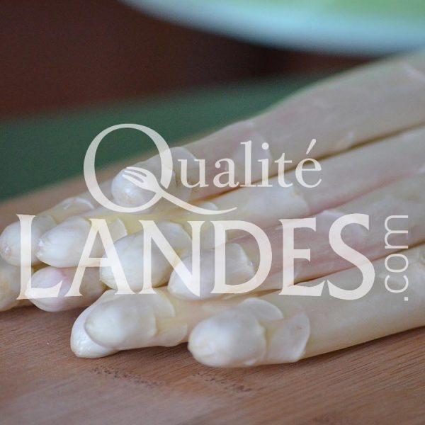 Asperges des Sables des Landes IGP Asperges des Sables des Landes IGP
