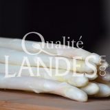 Asperges des Sables des Landes IGP