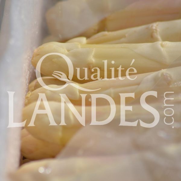 Asperges des Sables des Landes IGP Asperges des Sables des Landes IGP