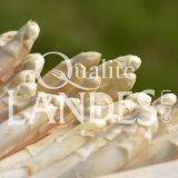Asperges des Sables des Landes IGP