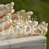 Asperges des Sables des Landes IGP