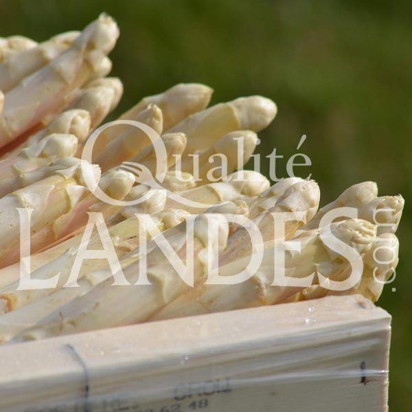 Asperges des Sables des Landes IGP