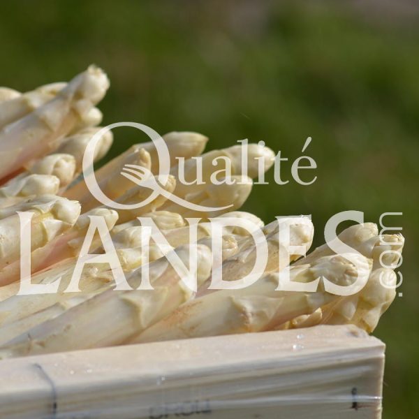 Asperges des Sables des Landes IGP