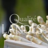 Asperges des Sables des Landes IGP