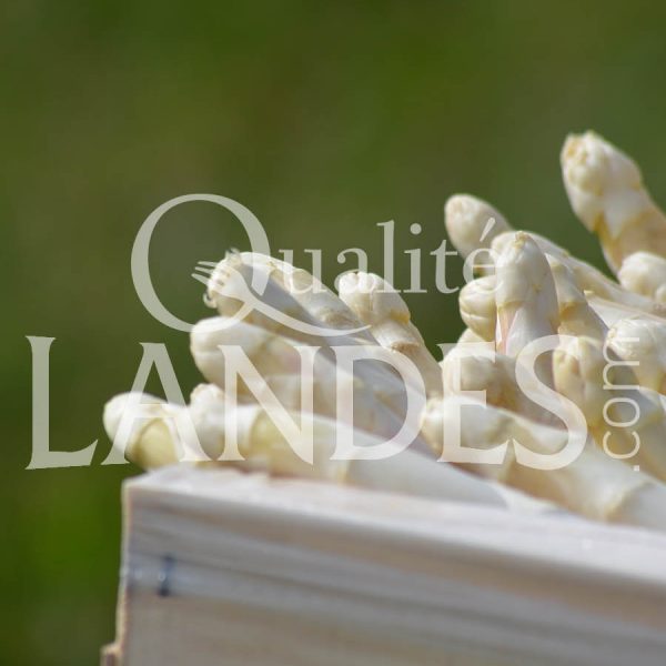 Asperges des Sables des Landes IGP