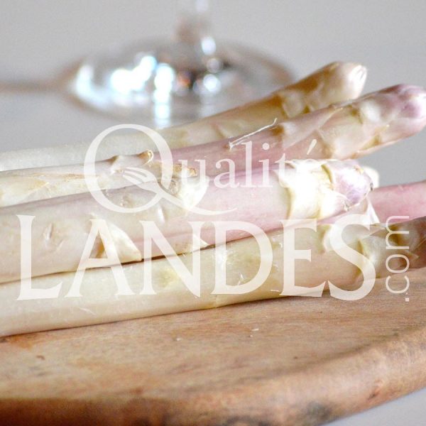 Asperges des Sables des Landes IGP Asperges des Sables des Landes IGP