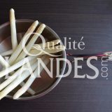 Asperges des Sables des Landes IGP