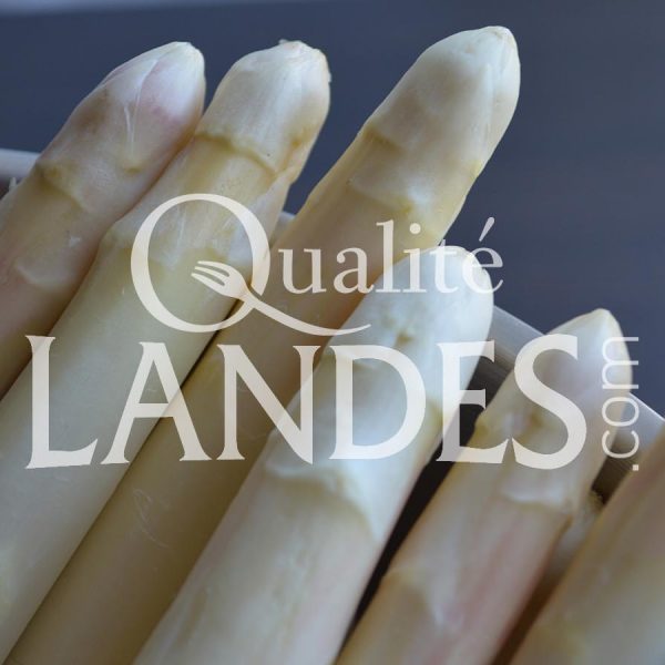 Asperges des Sables des Landes IGP Asperges des Sables des Landes IGP