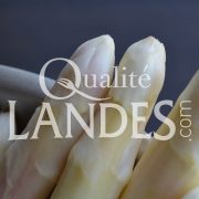 Asperges des Sables des Landes IGP