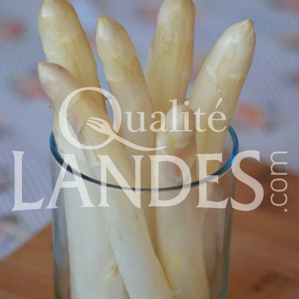 Asperges des Sables des Landes IGP