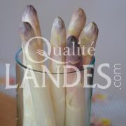 Asperges des Sables des Landes IGP