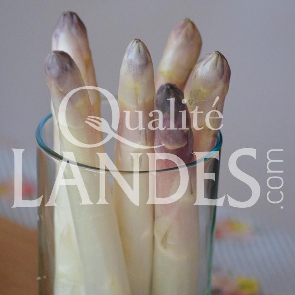 Asperges des Sables des Landes IGP Asperges des Sables des Landes IGP