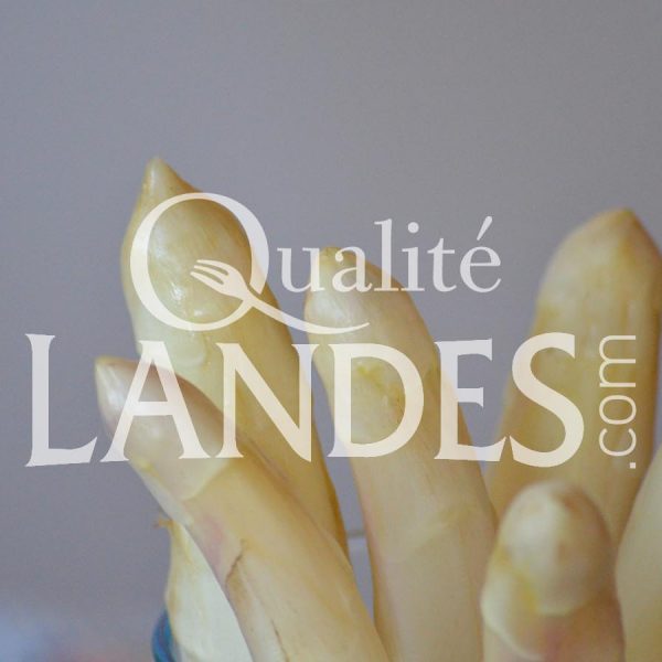 Asperges des Sables des Landes IGP Asperges des Sables des Landes IGP