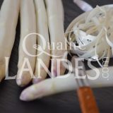 Asperges des Sables des Landes IGP