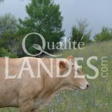 Boeuf de Chalosse IGP - Label Rouge