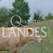 Boeuf de Chalosse IGP - Label Rouge