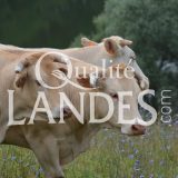 Boeuf de Chalosse IGP - Label Rouge