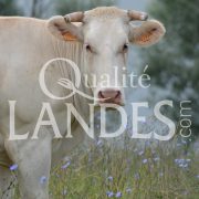 Boeuf de Chalosse IGP - Label Rouge