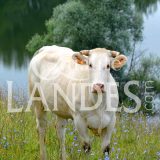 Boeuf de Chalosse IGP - Label Rouge