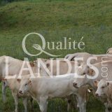 Boeuf de Chalosse IGP - Label Rouge