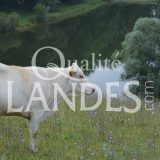 Boeuf de Chalosse IGP - Label Rouge