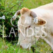 Boeuf de Chalosse IGP - Label Rouge