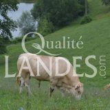 Boeuf de Chalosse IGP - Label Rouge