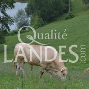 Boeuf de Chalosse IGP - Label Rouge