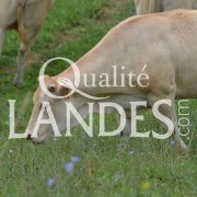 Boeuf de Chalosse IGP - Label Rouge