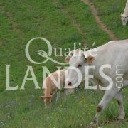 Boeuf de Chalosse IGP - Label Rouge