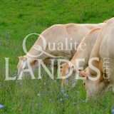 Boeuf de Chalosse IGP - Label Rouge