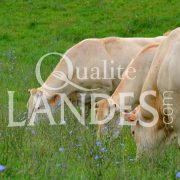Boeuf de Chalosse IGP - Label Rouge