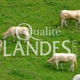 Boeuf de Chalosse IGP - Label Rouge