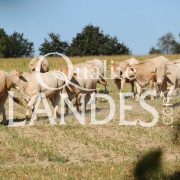 Boeuf de Chalosse IGP - Label Rouge