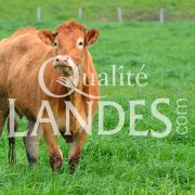 Boeuf de Chalosse IGP - Label Rouge