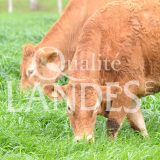Boeuf de Chalosse IGP - Label Rouge