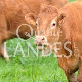 Boeuf de Chalosse IGP - Label Rouge