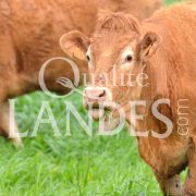 Boeuf de Chalosse IGP - Label Rouge