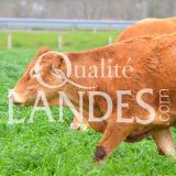 Boeuf de Chalosse IGP - Label Rouge