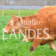 Boeuf de Chalosse IGP - Label Rouge