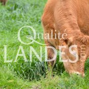 Boeuf de Chalosse IGP - Label Rouge