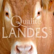 Boeuf de Chalosse IGP - Label Rouge