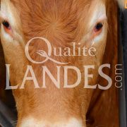 Boeuf de Chalosse IGP - Label Rouge