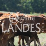 Boeuf de Chalosse IGP - Label Rouge