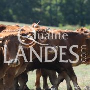Boeuf de Chalosse IGP - Label Rouge