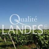 Vignes d'Armagnac AOC