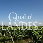 Vignes d'Armagnac AOC