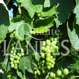Vignes d'Armagnac AOC